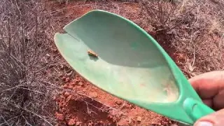 Gold Prospecting Full time 5 ounces of GOLD
