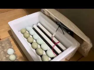 Quieres tener pollitos en 21 días este video es para ti