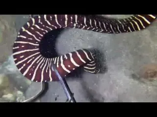 POV seafood catching it feels just like you re doing it