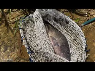 Traditional Fishing Skills A girl uses a scoop net to catch