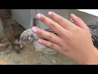 Esto es lo que tienes que hacer con tus gallinas para que