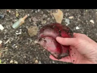 Scottish Victorian Artefacts Just Lying on the Soil
