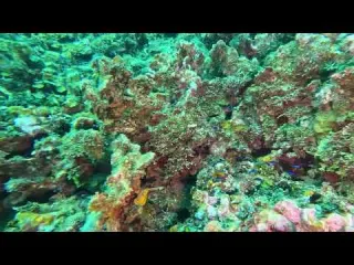 CLIP Dive 131 Juvenile Blue Chromis and Creole Wrasse
