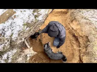 Building a secret shelter under an incredibly huge fallen