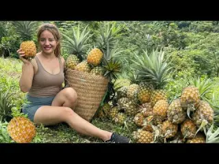 harvesting large sweet pineapples from the forest to sell