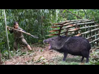 breaking into wild boar s den being attacked by wild boar