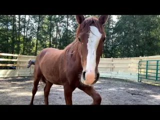 Our first week with the mustangs It did not go as planned