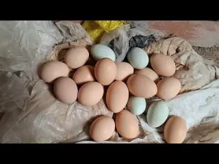 Cómo conseguir huevos nutritivos y de calidad