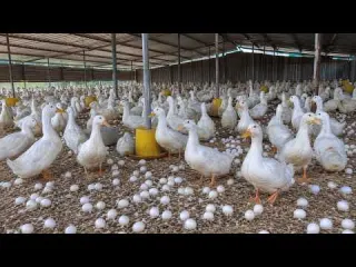 Harvesting Duck Eggs at Home How to Raise Ducks for Eggs