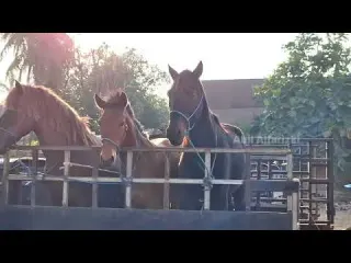 ARRIVAL OF HORSE TRADERS EXCLUSIVE COVERAGE BEFORE ENTERING