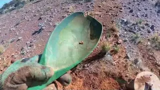 Gold Prospecting Western Australia Full Time Metal