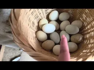 Actualización de mis pollitos de Gen verde que compre