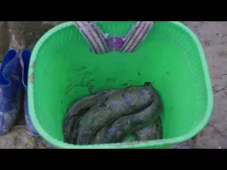 Harvesting Wild Quails and Their Eggs in the Forest Daily