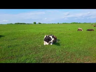 Cows Herd in Russian Village