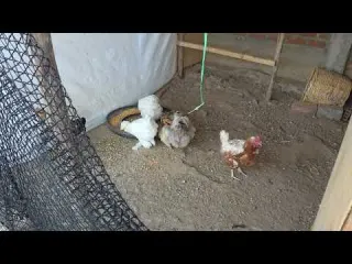 Así es la experiencia de criar 30 gallinas
