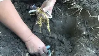 The Secret of the Capital of Gold and Silver Metal