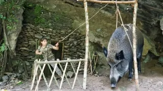 Shelter attacked by wild boar wild boar trapping skills