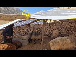 Building a safe and beautiful house for little lambs in the