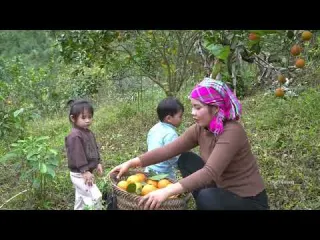 Harvesting sweet oranges to sell at the market Cooking