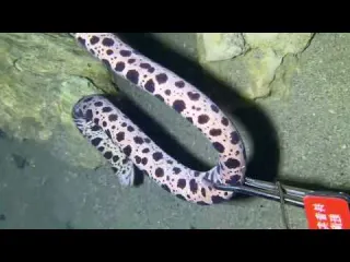 POV seafood catching it feels just like you re doing it