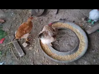 Evita estos errores al invertir en gallinas criollas