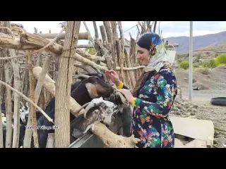 Village Lifestyle Iran Amazing Donkey Riding by Village Girl