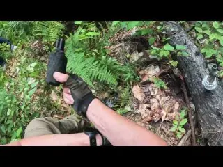 Deep in the Woods I Found Something Strange