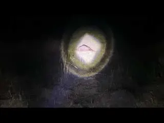 GECE KURTLARDAN BÜYÜK OPERASYON KOYUNU PARÇALADILAR