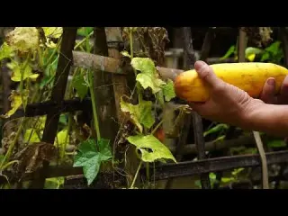 Setting Shrimp Traps Continuing to Build a Bushcraft House