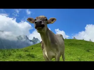 Life in a Swiss Alpine Village We released thousands of