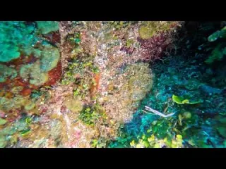 CLIP Dive 131 Mantis Shrimp Virginia s Wall 2 23 26 4k