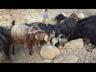 A Cold Autumn Night in the Zagros Mountains An Adventurous