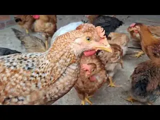 Ten cuidado con las moscas en tu gallinero