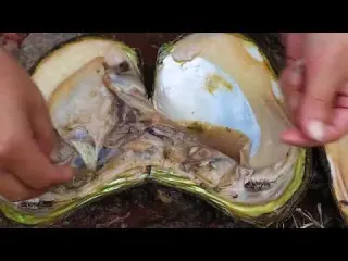 The moment the clam was opened it was stunned The mutated
