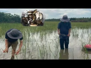 Hai cha con em tiếp tục giăng lưới trên cánh đồng mùa nước