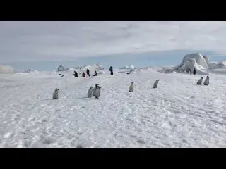 Emperor Penguin Highway