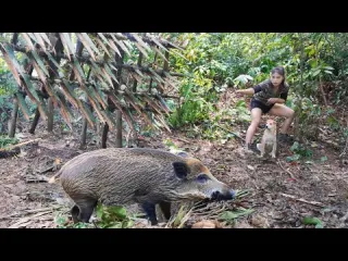Wild boar falls into trap mysterious person appears in