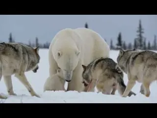 Mother Polar Bear Goes All Out After a Wolf Takes Her Cub