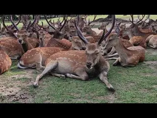 Deer of Nara Park 奈良公園の鹿さん