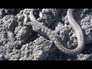 GALAPAGOS RACER SNAKE Captures Constricts Consumes a