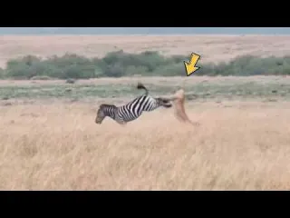 LEOA ENCONTRA A MORTE AO ATACAR ZEBRA