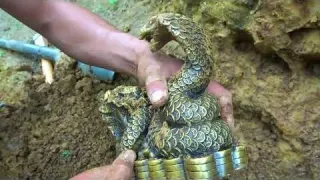 I went to explore the treasure and got a lot of gold