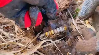 GERMAN WWII SOLDIER FOUND WWII METAL DETECTING