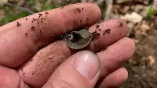 Hidden In PLAIN SIGHT Old COINS And Relics FOUND Metal