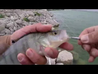 En Hızlı Ve Kolay Balık Avlama Şekli Fastest Perch Fishing