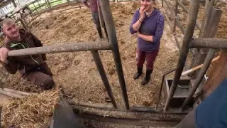 Ärgerlich Sie hat Ihren Goldenen Ehering im Kuhstall