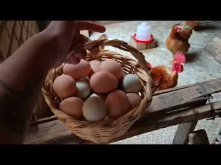 Aplica esto para tener gallinas saludables