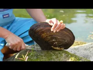 Beneath the quiet river we find a huge mussel hiding a