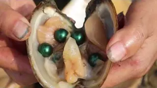 Rare giant purple clams witness the magic of beautiful