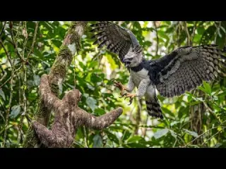 AMAZON BRUTAL The Most Powerful Predator in the Rainforest